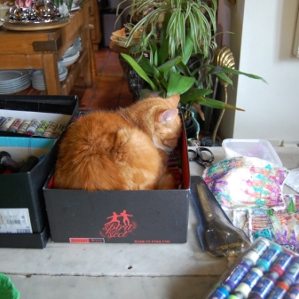 Hattie - Post Christmas Nap in Jeffery-West Shoe Box. Purrfect!